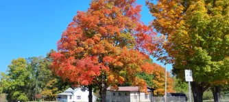 2410fall.webp